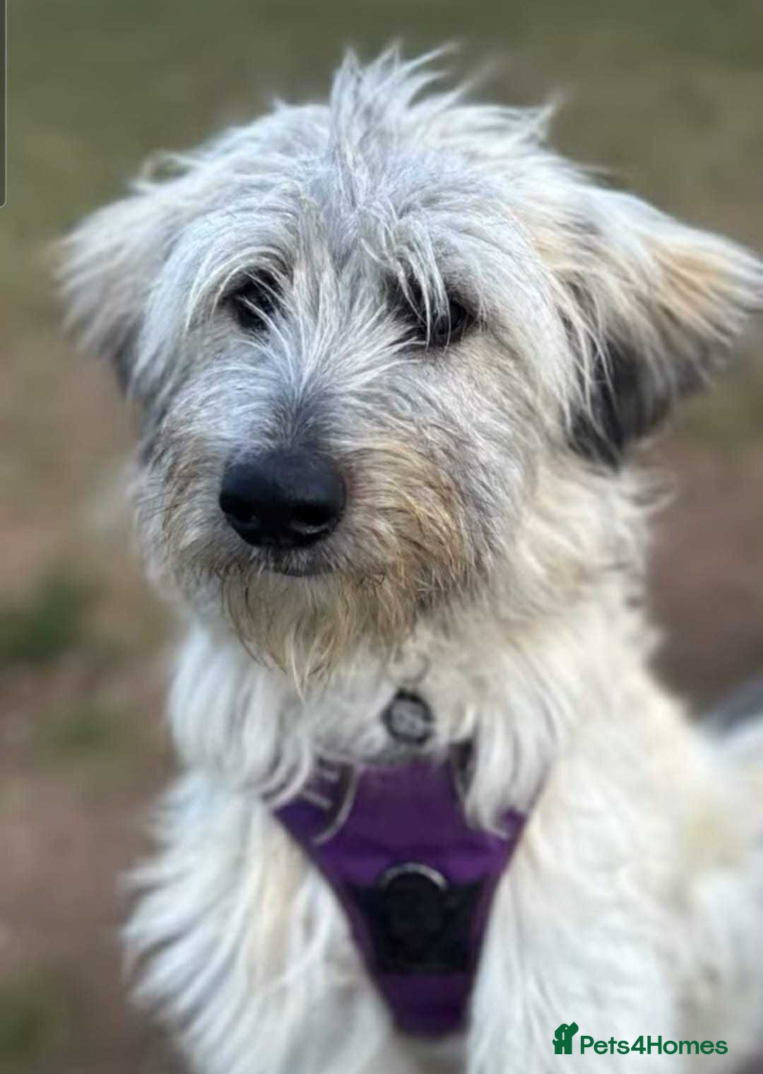 Mixed Breed dogs for adoption: Rufus  - Image 4