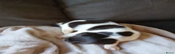 English Springer Spaniel dogs for sale: Springer spaniel - Advert 4