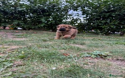 Shar Pei dogs for sale: Shar Pei Puppies (5 boys, 1 girl) *8 weeks* - Image 3