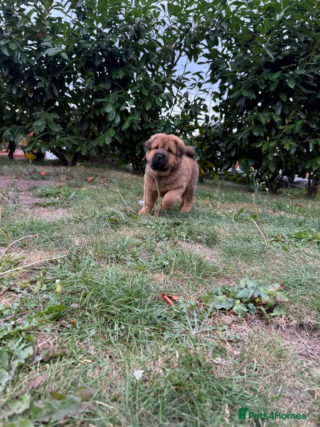 Shar Pei dogs for sale: Shar Pei Puppies (5 boys, 1 girl) *8 weeks* - Image 3