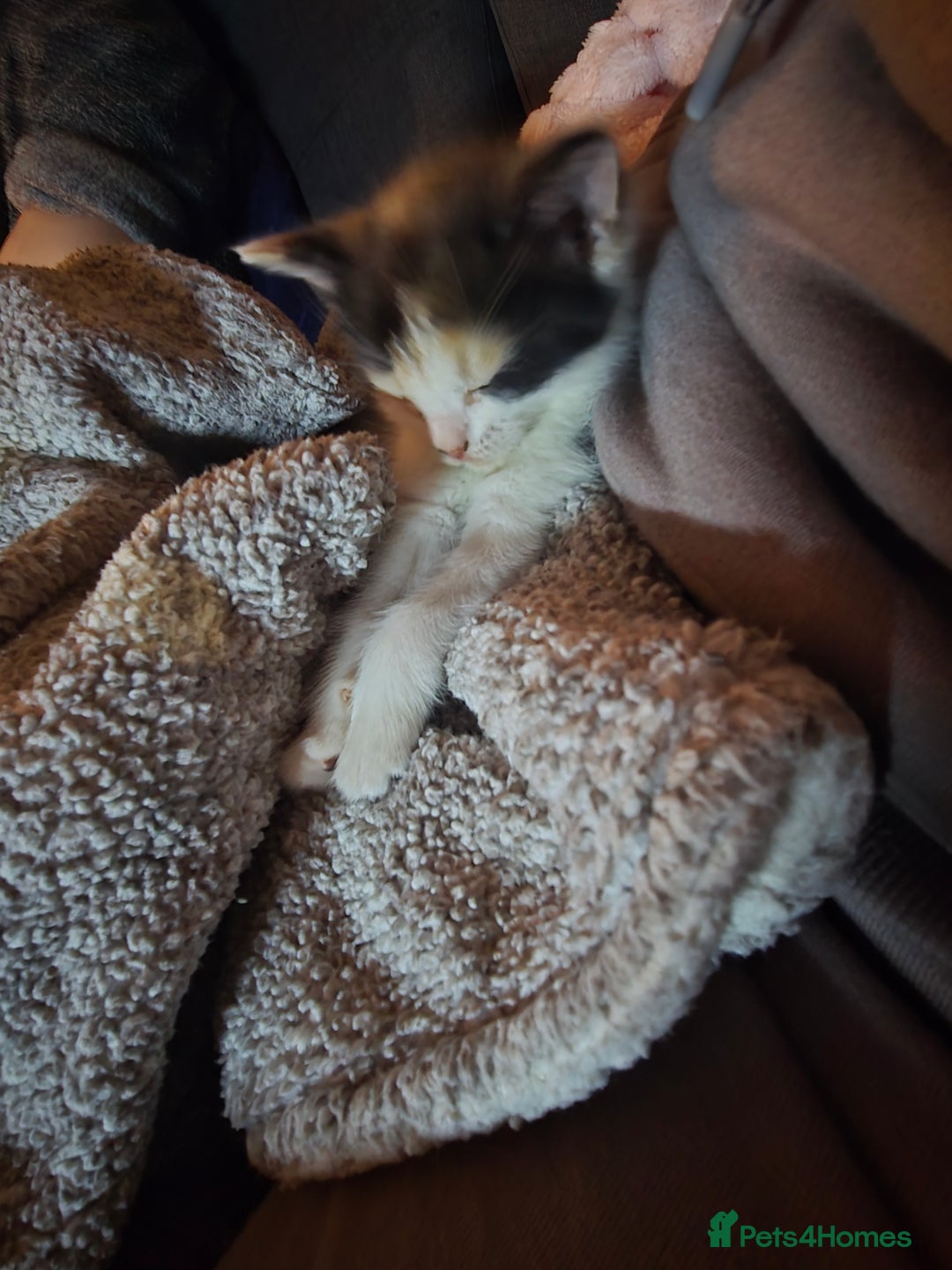 Mixed Breed cats for sale: 2 beautiful girl kittens  - Advert 3