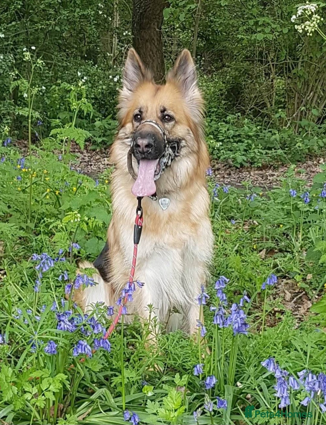 German Shepherd dogs for sale: Female German shepherd pup (Woo) - Advert 1