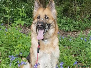 German Shepherd dogs Female German shepherd pup (Woo) - Advert 1