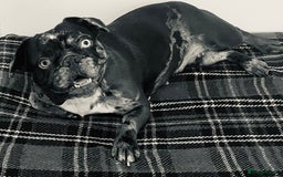 French Bulldog dogs for sale: Beautiful chocolate Merle girl  - Image 6