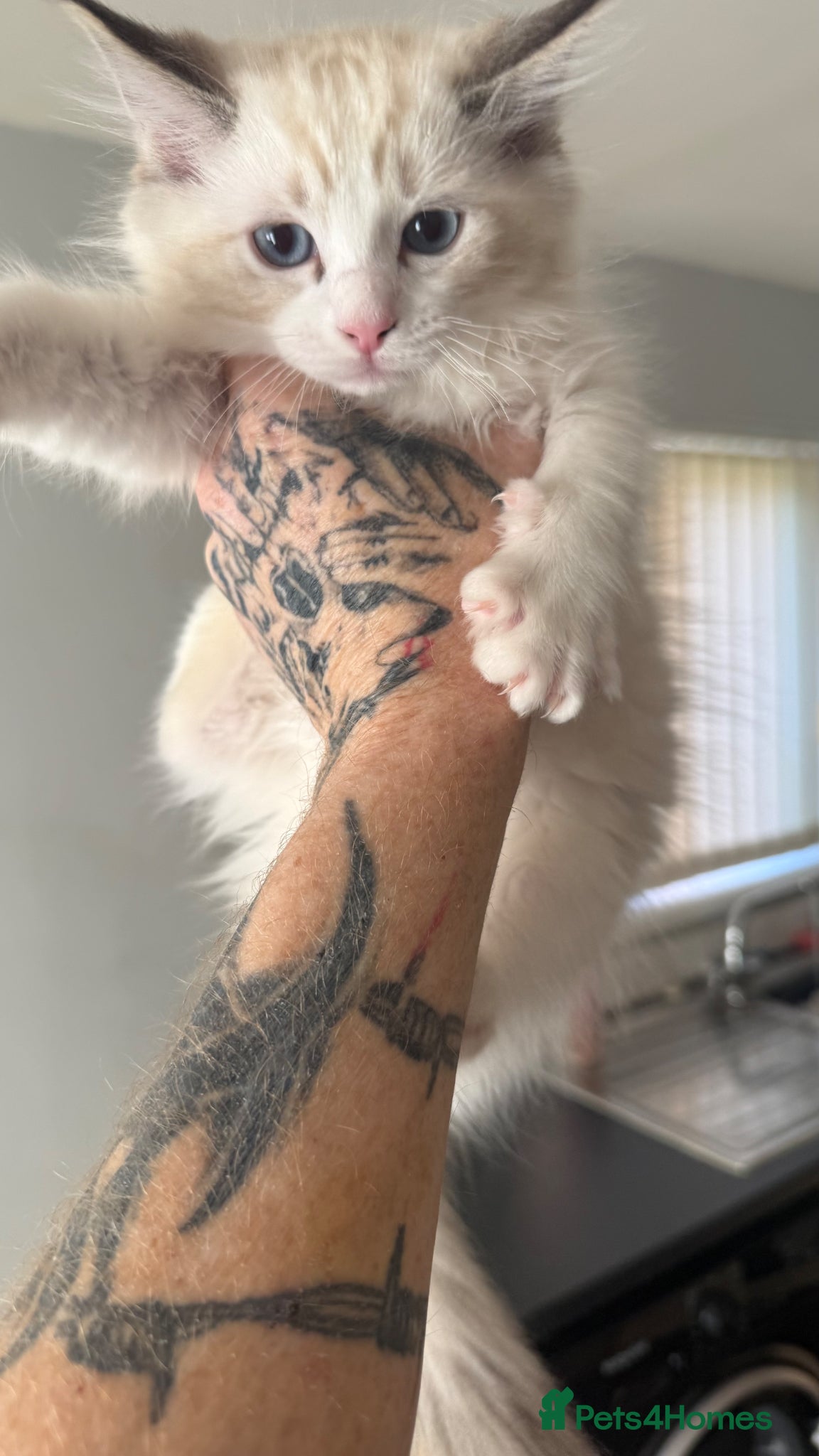 Ragdoll cats 3 male ragdolls and 1 female  - Advert 1