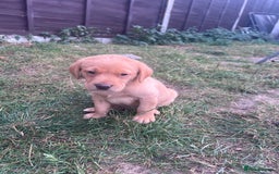 Labrador Retriever dogs for sale: Labrador puppies for sale - Image 3