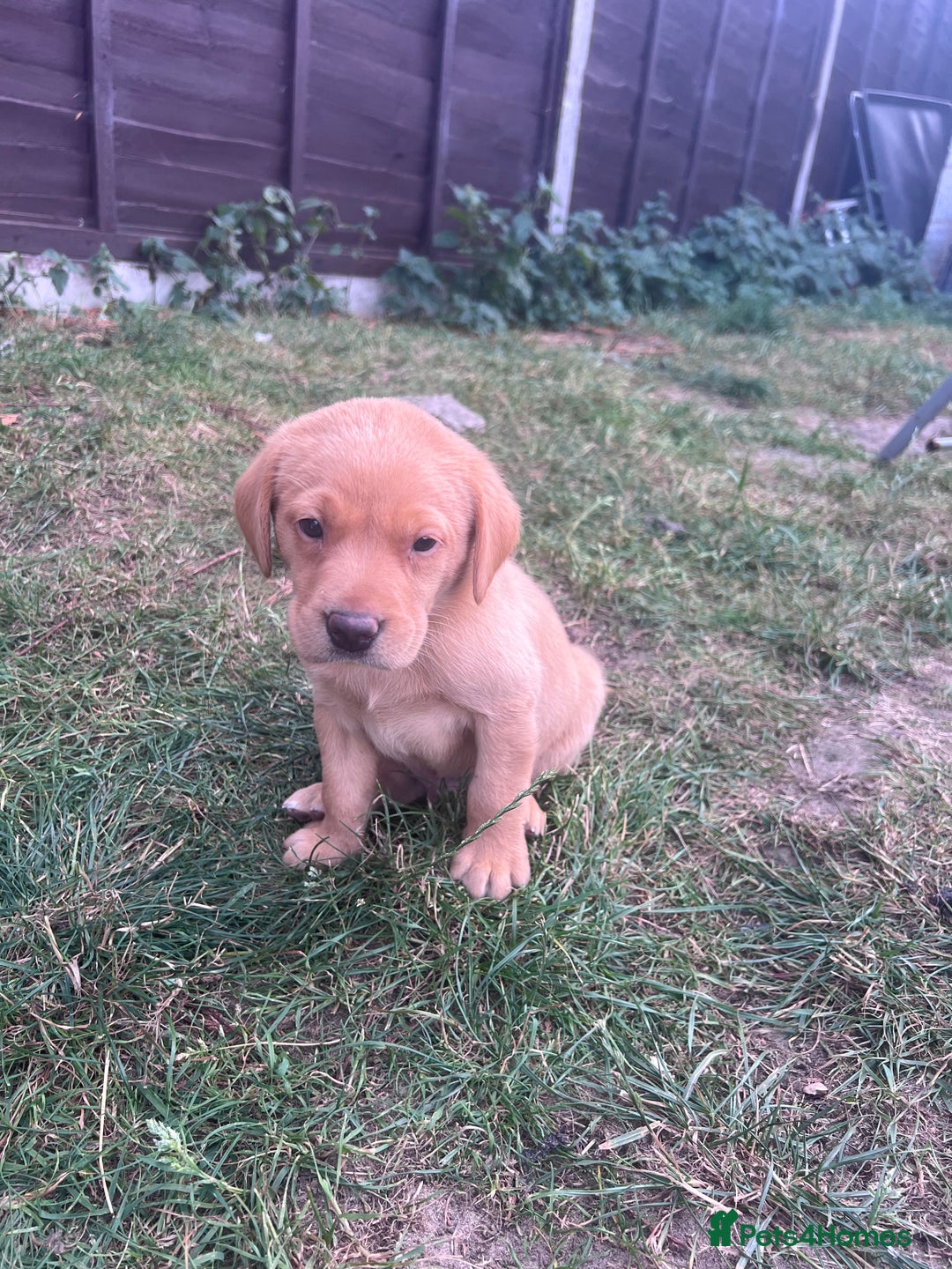 Labrador Retriever dogs for sale: Labrador puppies for sale - Image 3