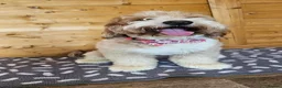Labradoodle dogs for stud: STUNNING AUSTRALIAN LABRADOODLES HIP 0/0 ELBOW 0/0 - Advert 6