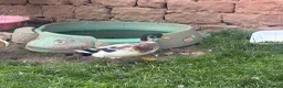 Ducks poultry for sale: Ducks seeking new pond  in Cockburnspath - Advert 1