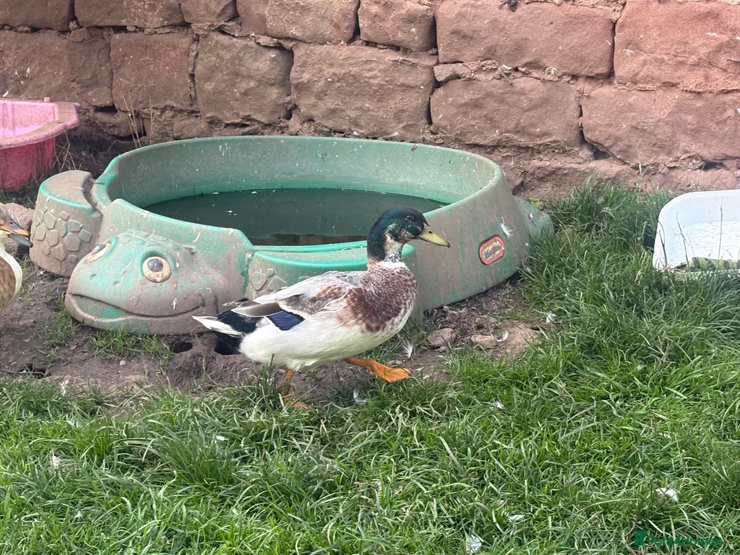 Ducks poultry for sale: Ducks seeking new pond  in Cockburnspath - Advert 1
