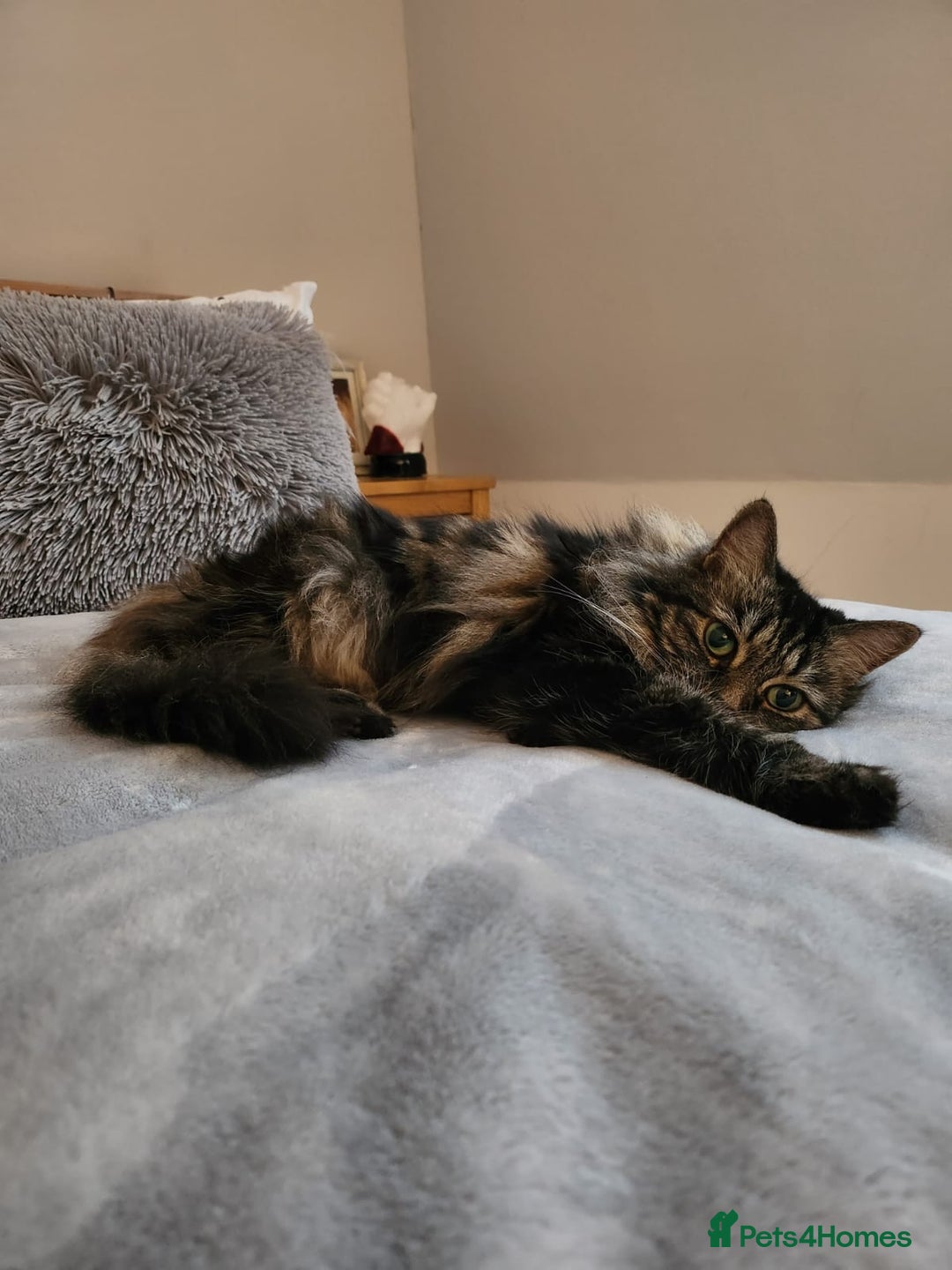 Mixed Breed cats for sale: 2 Tabby Ragdoll sisters in need of rehoming - Advert 12