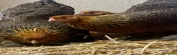 Chickens poultry for sale: Gold Partridge Brahma Bantams - Advert 6