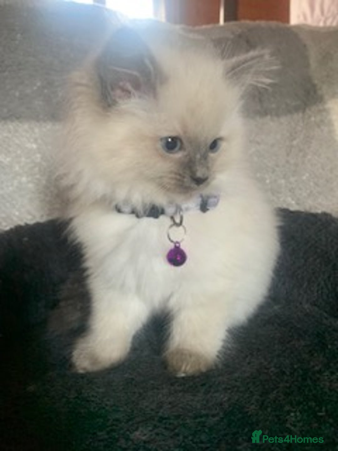Ragdoll cats for sale: Gorgeous ragdoll kittens for sale - Advert 5