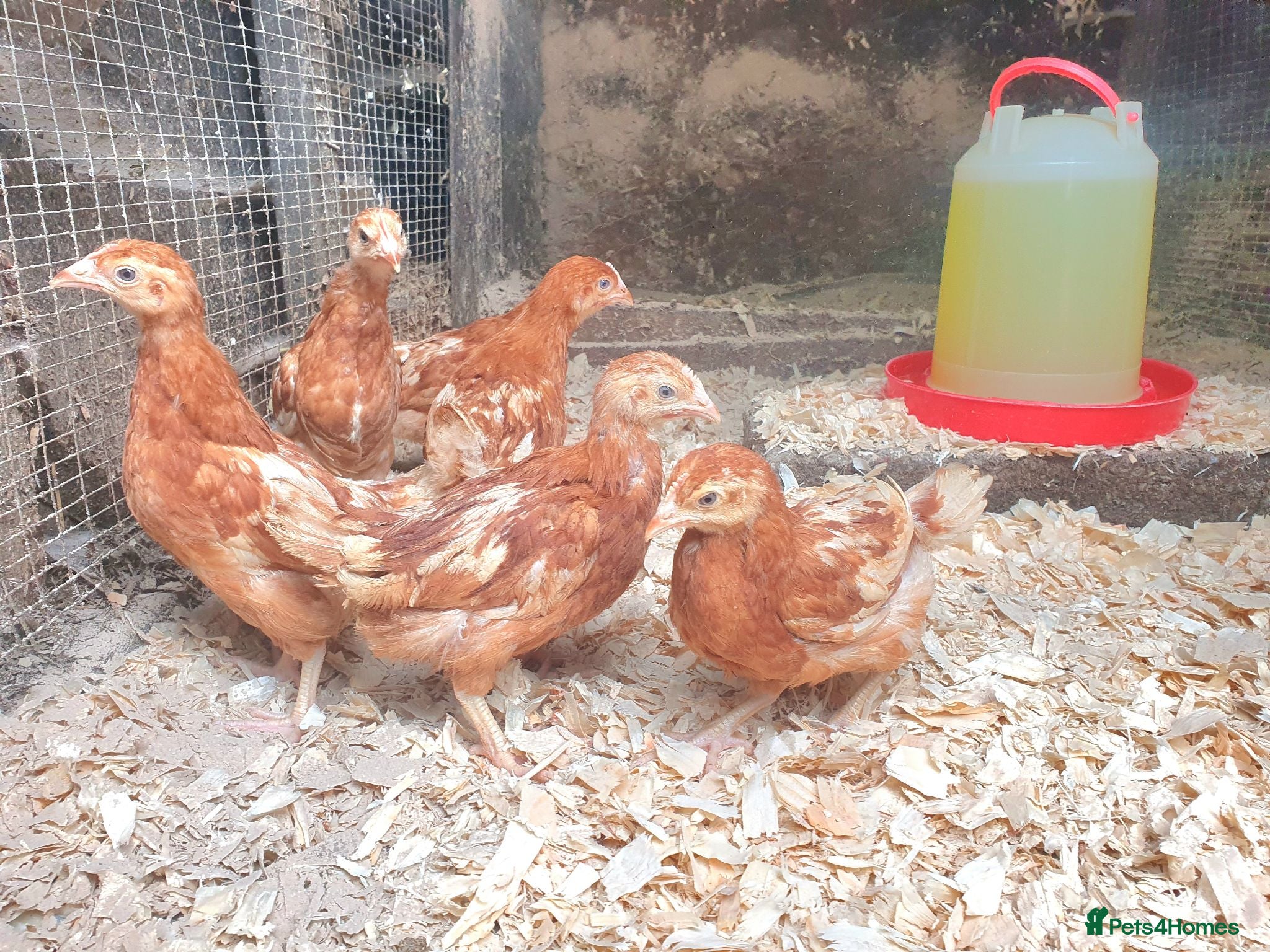 Chickens poultry Female chicks for sale  - Advert 5