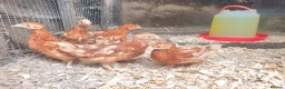 Chickens poultry for sale: Female chicks for sale  - Advert 1