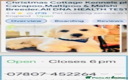 Shihpoo dogs for sale: STUNNING “ MALSHIPOO” BOYS ~READY NOW  - Image 12
