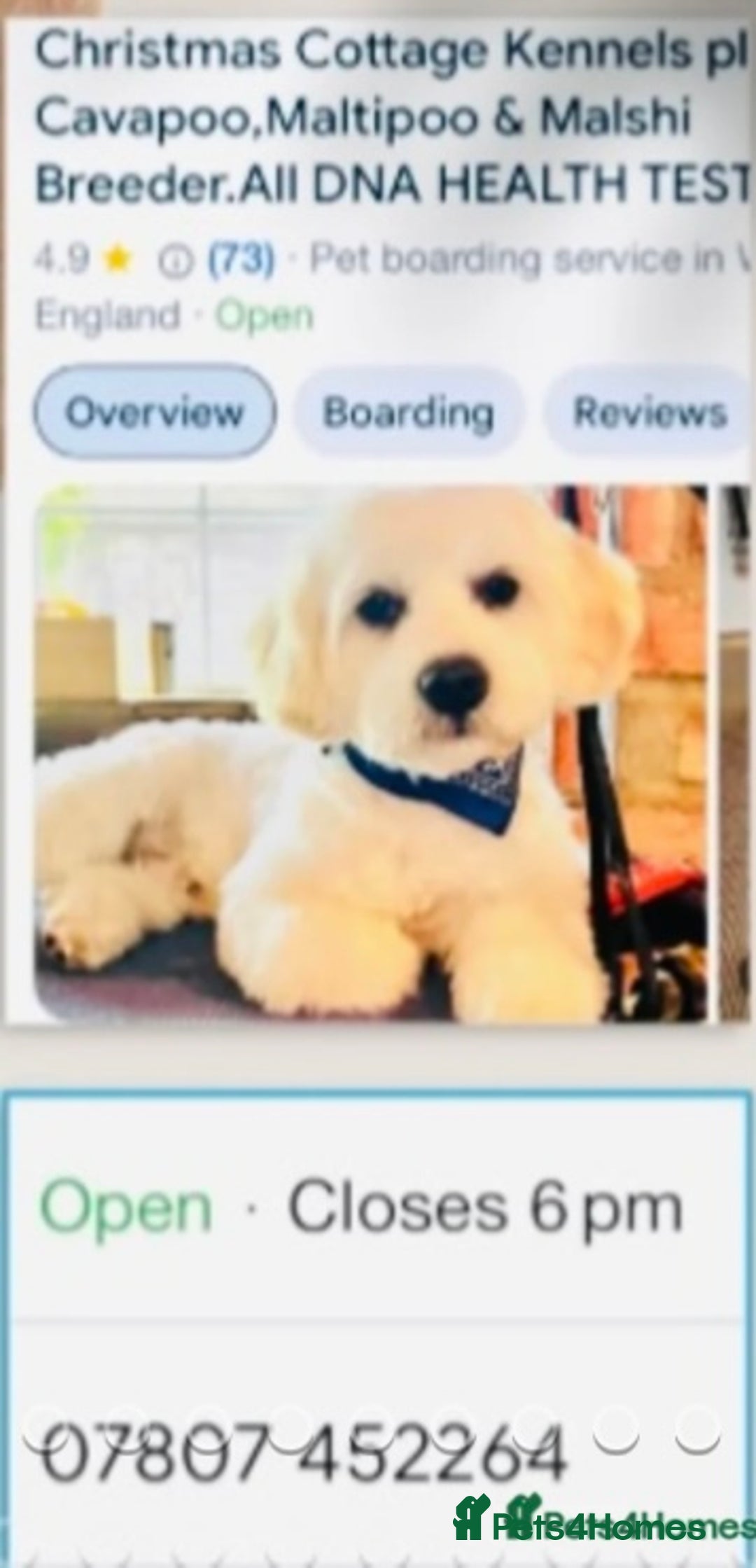 Shihpoo dogs for sale: STUNNING “ MALSHIPOO” BOYS ~READY NOW  - Image 12