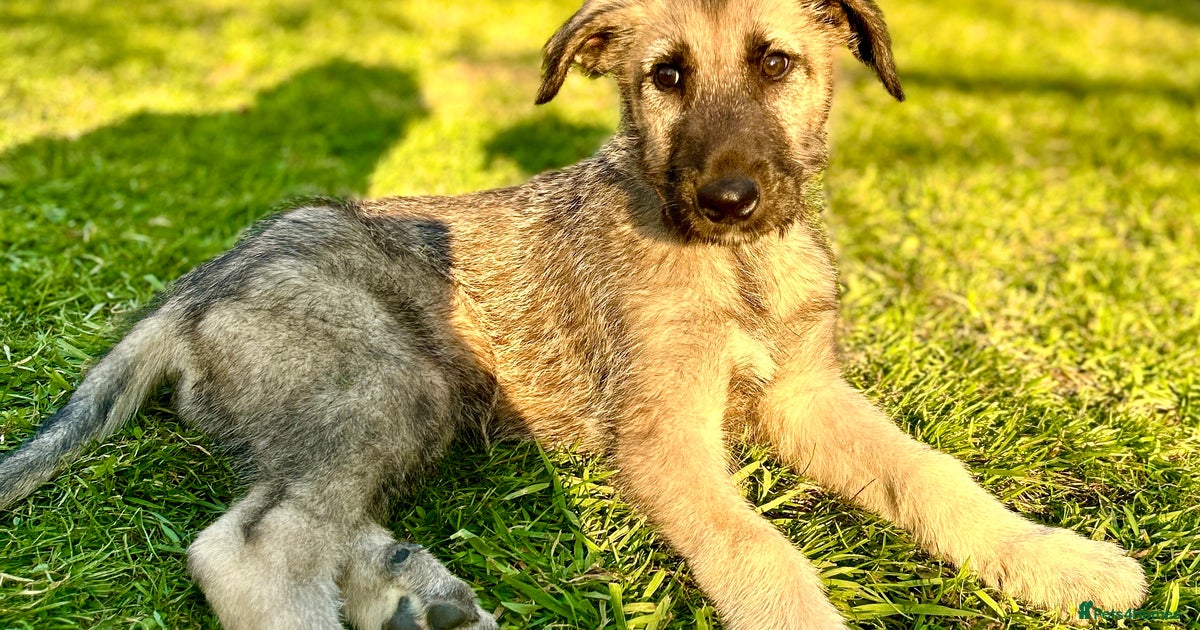 Doodle Irish Wolfhound Poodle Puppies Irish Doodle Puppies Poodle