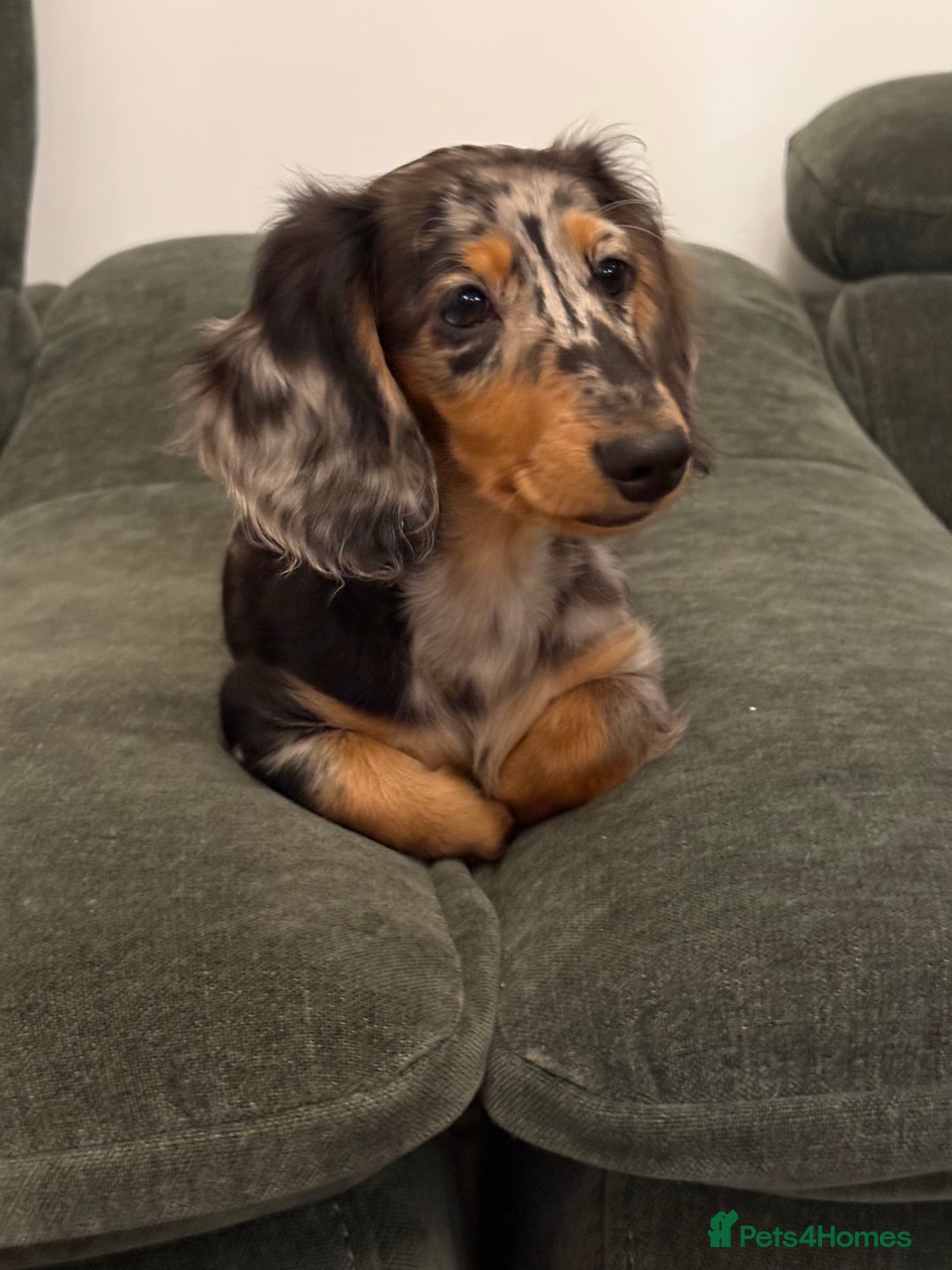 Dachshund dogs for sale: Hector and Ariana  - Advert 8