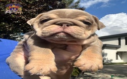 English Bulldog dogs for sale: QUALITY ENGLISH BULLDOG PUPPIES - Image 7