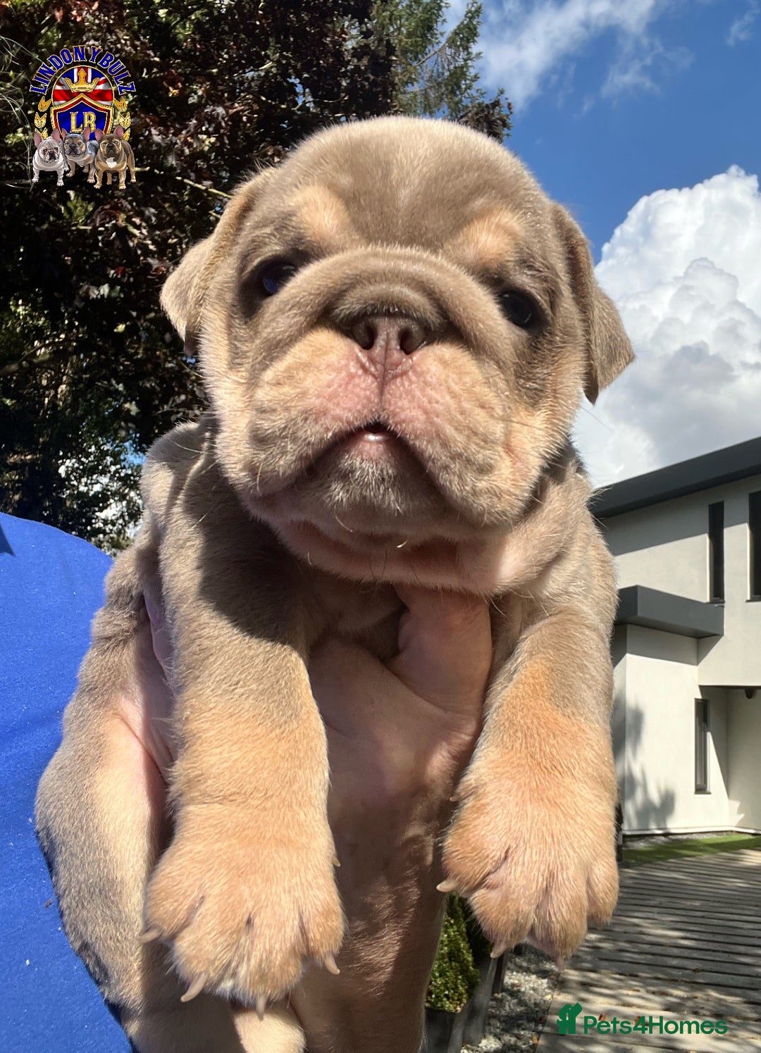English Bulldog dogs for sale: QUALITY ENGLISH BULLDOG PUPPIES - Image 7