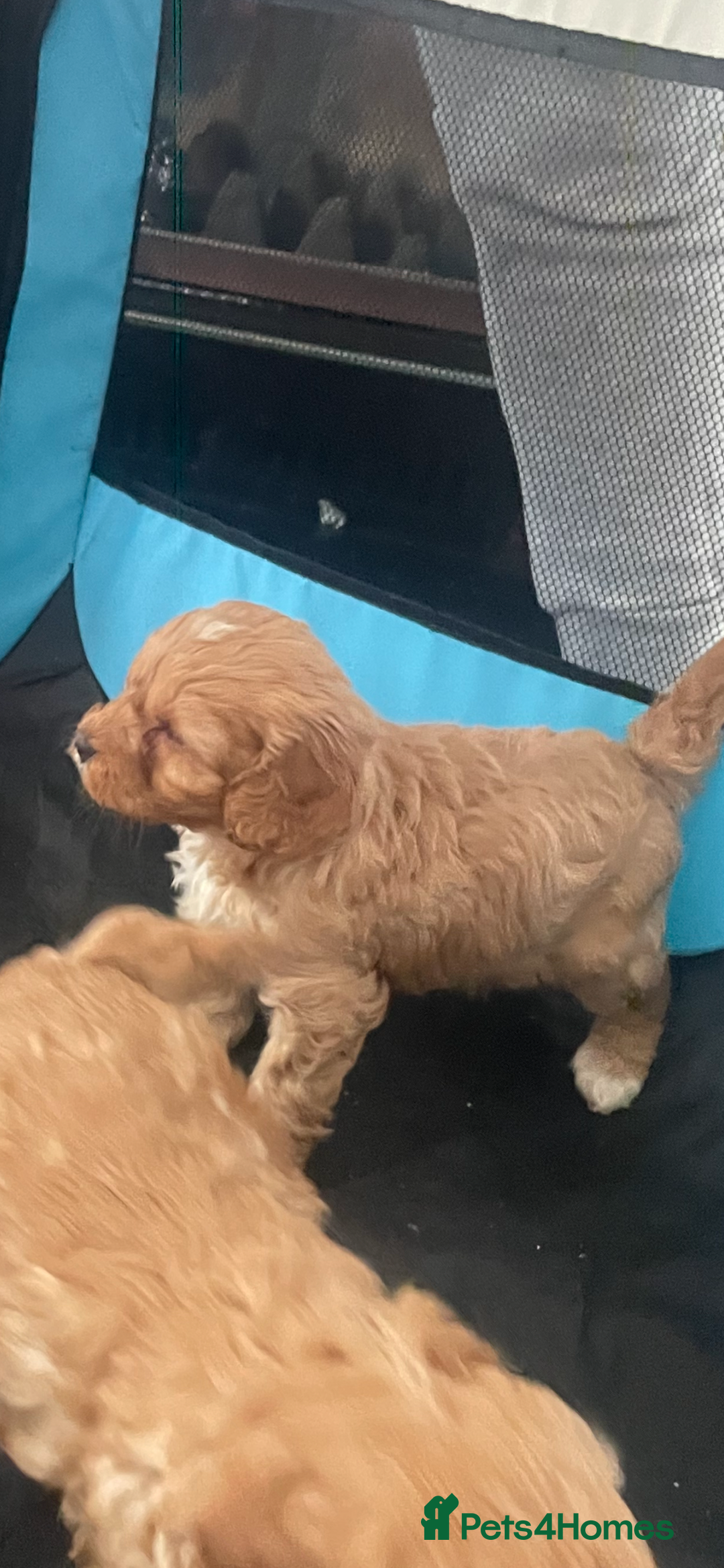 Cavapoo dogs for sale: F1 cavapoo - Image 2