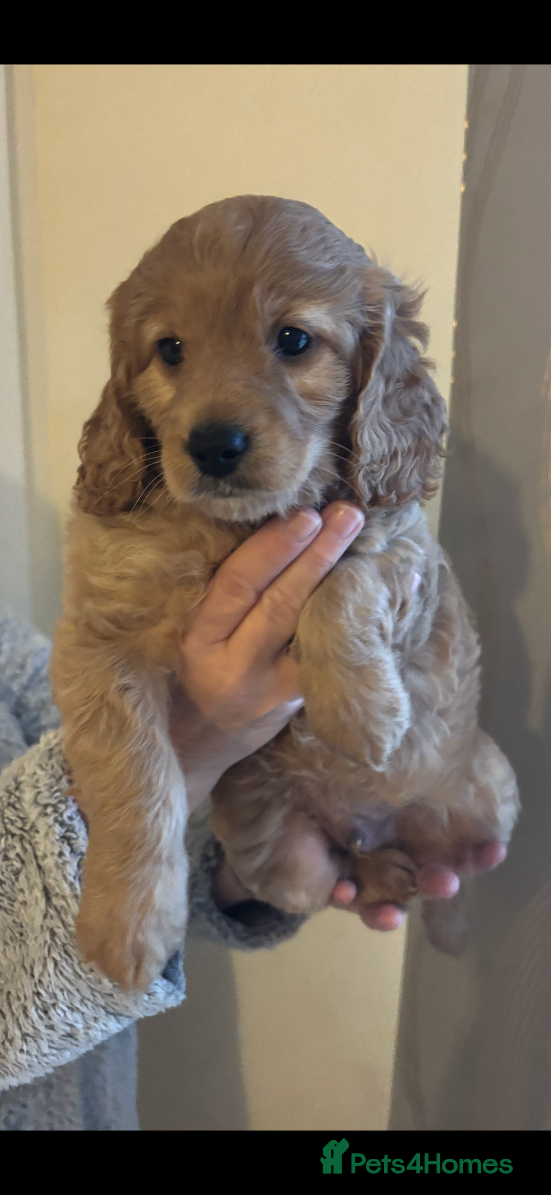 Cockapoo dogs for sale: Last cockapoo boy looking for his forever home ❤️ - Advert 3