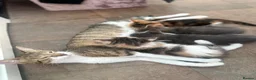 Domestic Shorthair cats for sale:     Beautiful kittens Looking for Loving Homes - Advert 20