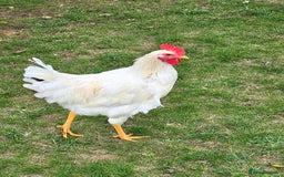 Chickens poultry for sale: Two Roosters for sale ! £20 for 2! Only two left! - Advert 2