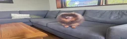Pomeranian dogs for stud: Tiny KC lilac & tan stud  - Advert 5