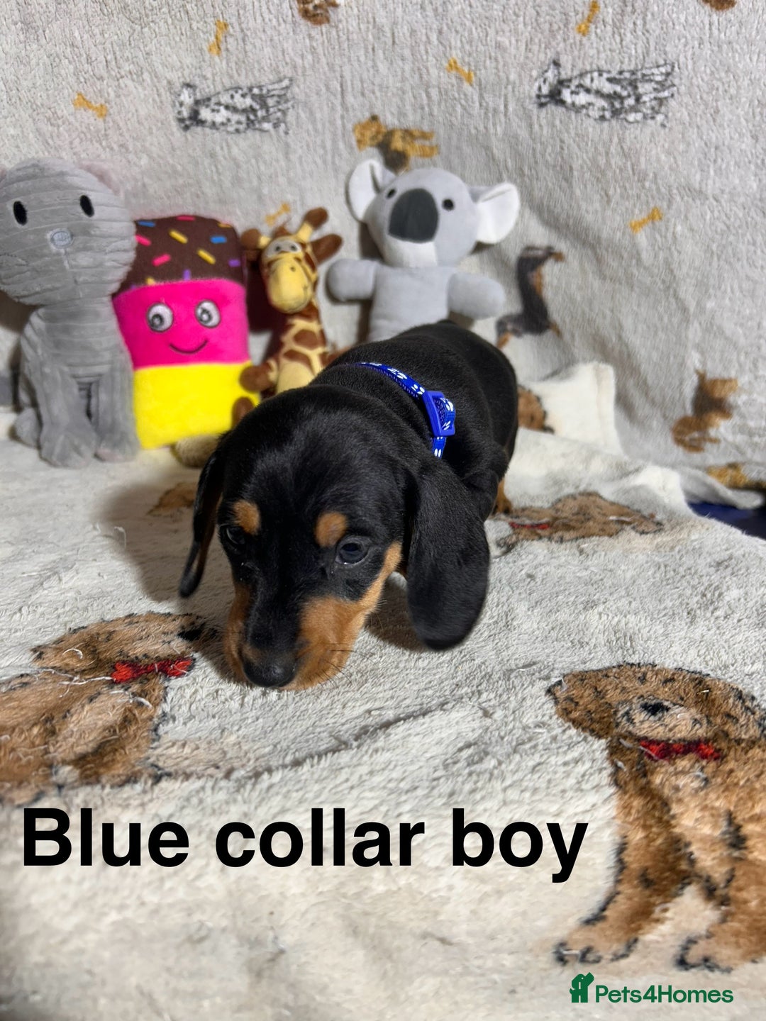 Dachshund dogs for sale: Black and Tan dachshund pups  - Advert 9