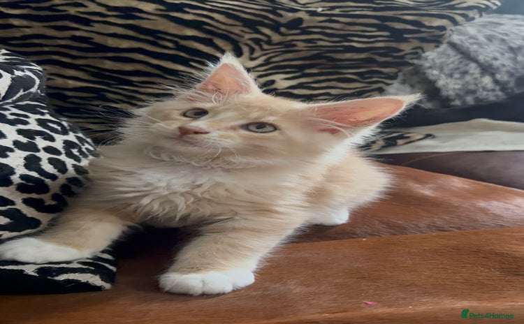 Maine Coon cats - Advert 1