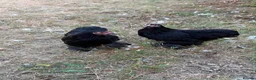 Chickens poultry for sale: Pair of Black Cochins for sale in Worcester Park - Advert 3