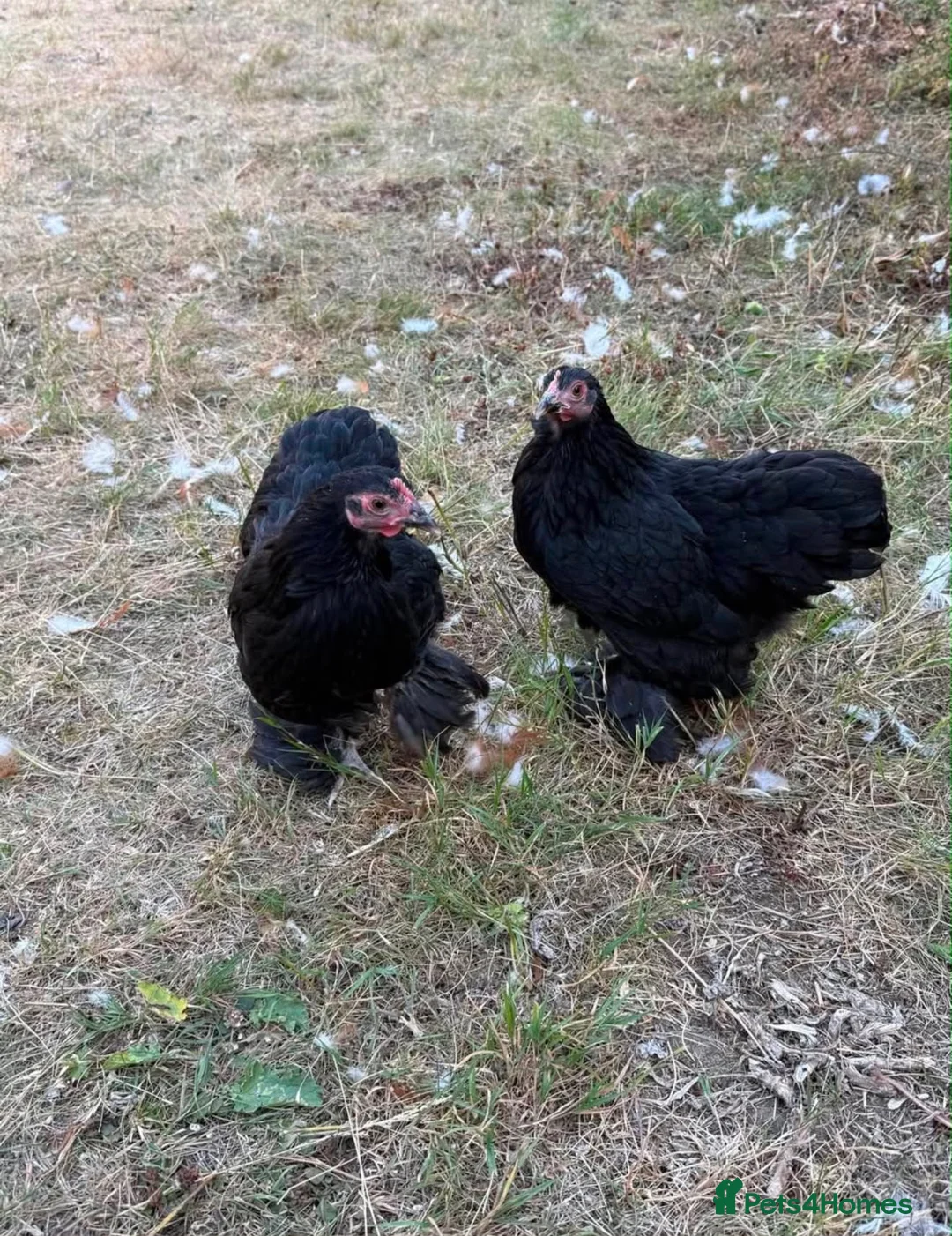 Chickens poultry for sale: Pair of Black Cochins for sale in Worcester Park - Advert 3