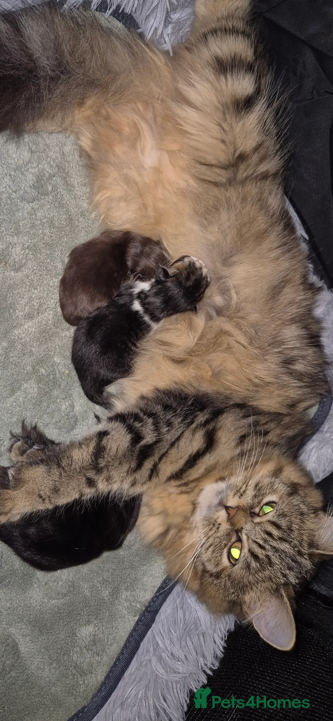 Persian cats for sale: Rare chocolate brown persian - Advert 16