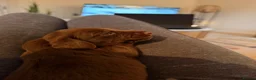 Miniature Dachshund dogs for sale: Beautiful litter of chocolate miniature Dachshunds - Advert 13
