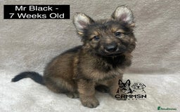 German Shepherd dogs for sale: Exceptional KC Reg Czech Line German Shepherd Pups in Nottingham - Image 9