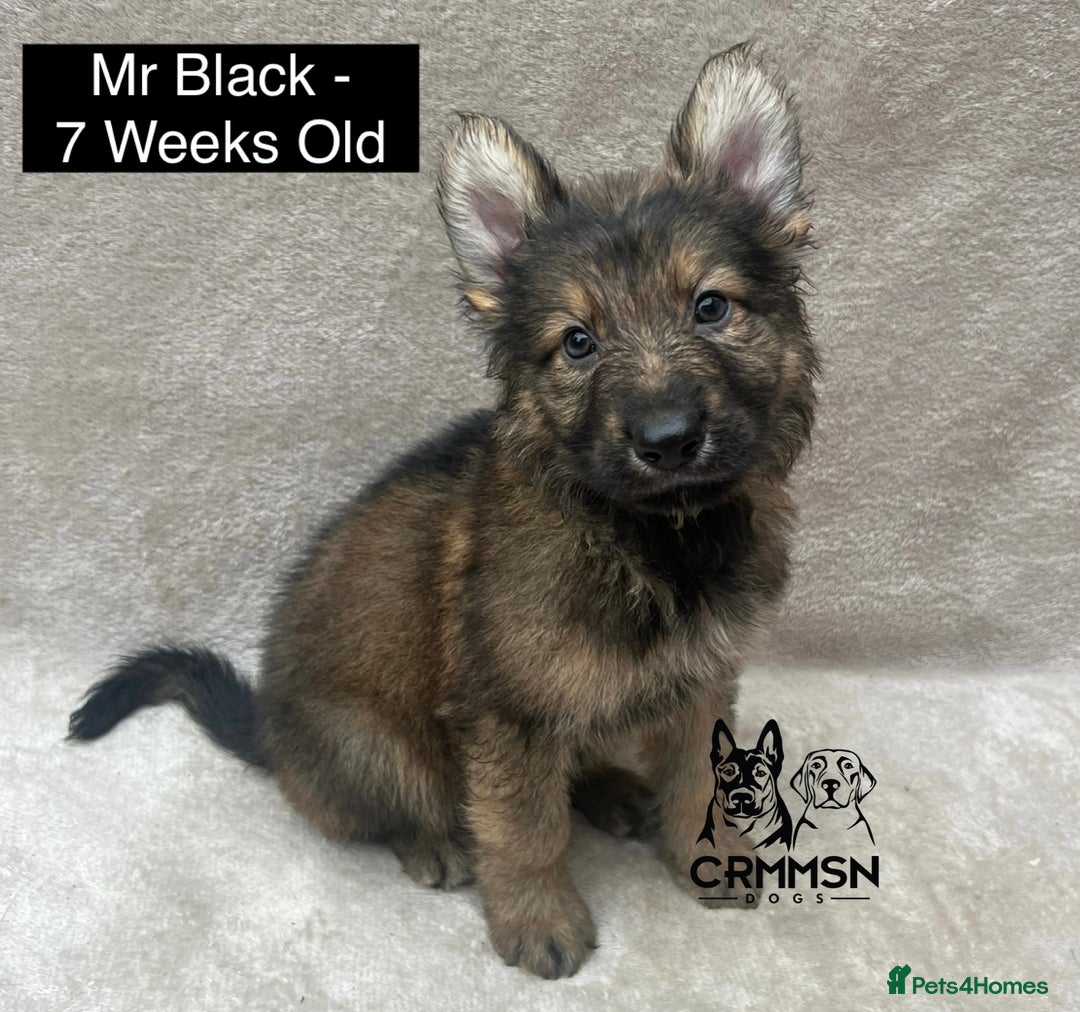 German Shepherd dogs for sale: Exceptional KC Reg Czech Line German Shepherd Pups in Nottingham - Image 9