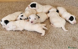 Sealyham Terrier dogs for sale: Sealyham terrier puppy’s  - Image 2
