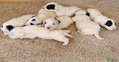 Sealyham Terrier dogs - Advert 3