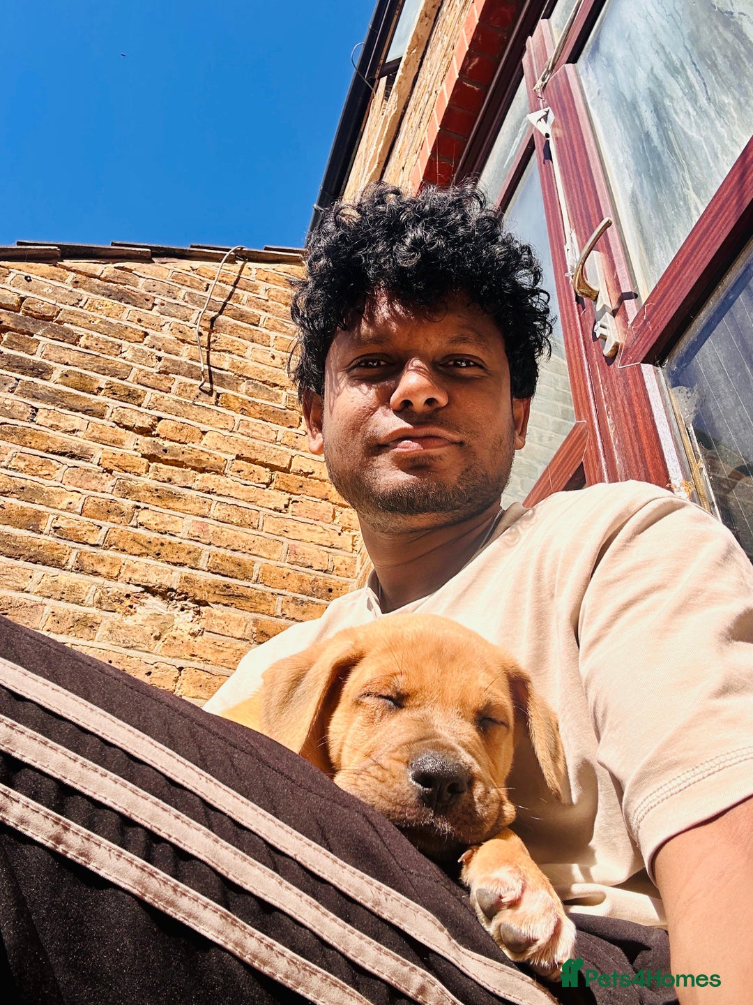 Mixed Breed dogs for sale: Staffy×Serbian Defence Male Puppy – Ready Now - Image 2
