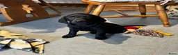 Labrador Retriever dogs for sale: QUALITY BLACK FEMALE LABRADOR READY TO LEAVE NOW  - Advert 3