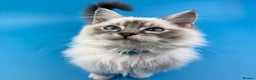 Ragdoll cats for sale: 💙 STUNNING GCCF GRCH SIRED RAGDOLL KITTENS 💙 - Advert 25