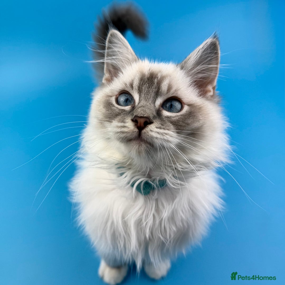 Ragdoll cats for sale: 💙 STUNNING GCCF GRCH SIRED RAGDOLL KITTENS 💙 - Advert 25