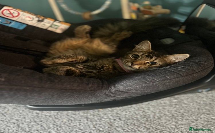 Domestic Shorthair cats - Advert 2