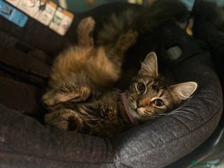 Domestic Shorthair cats - Advert 2