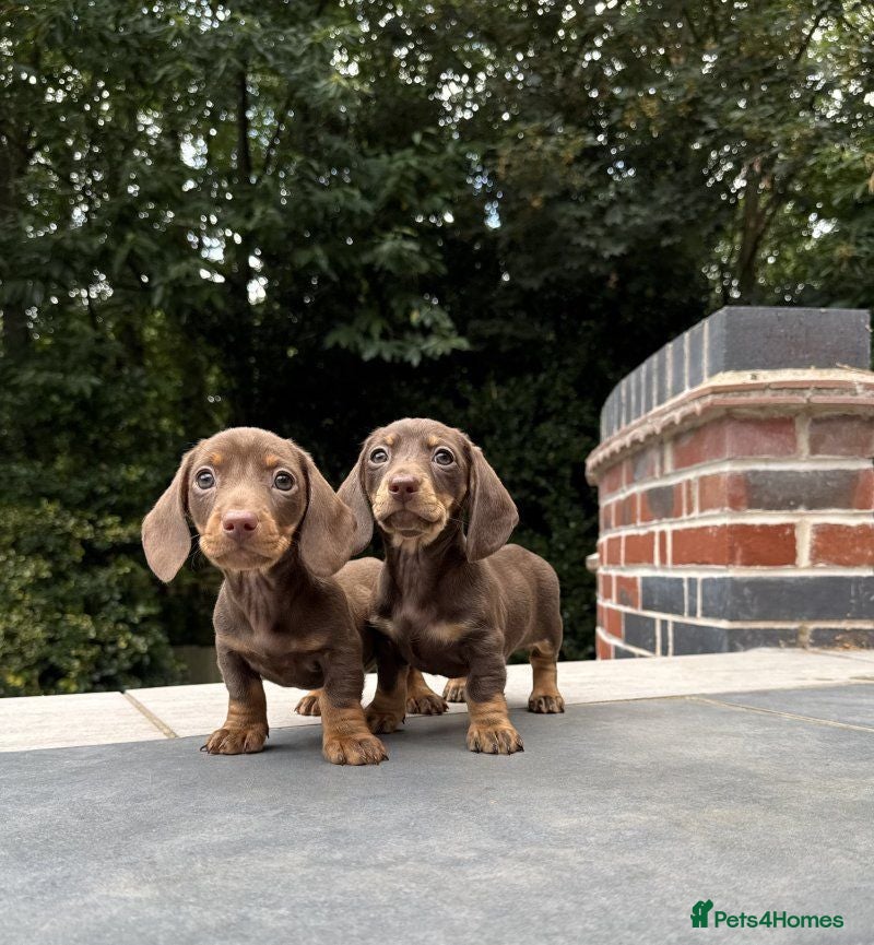 Miniature Dachshund dogs A very beautiful Miniature dachshund girl - Advert 10