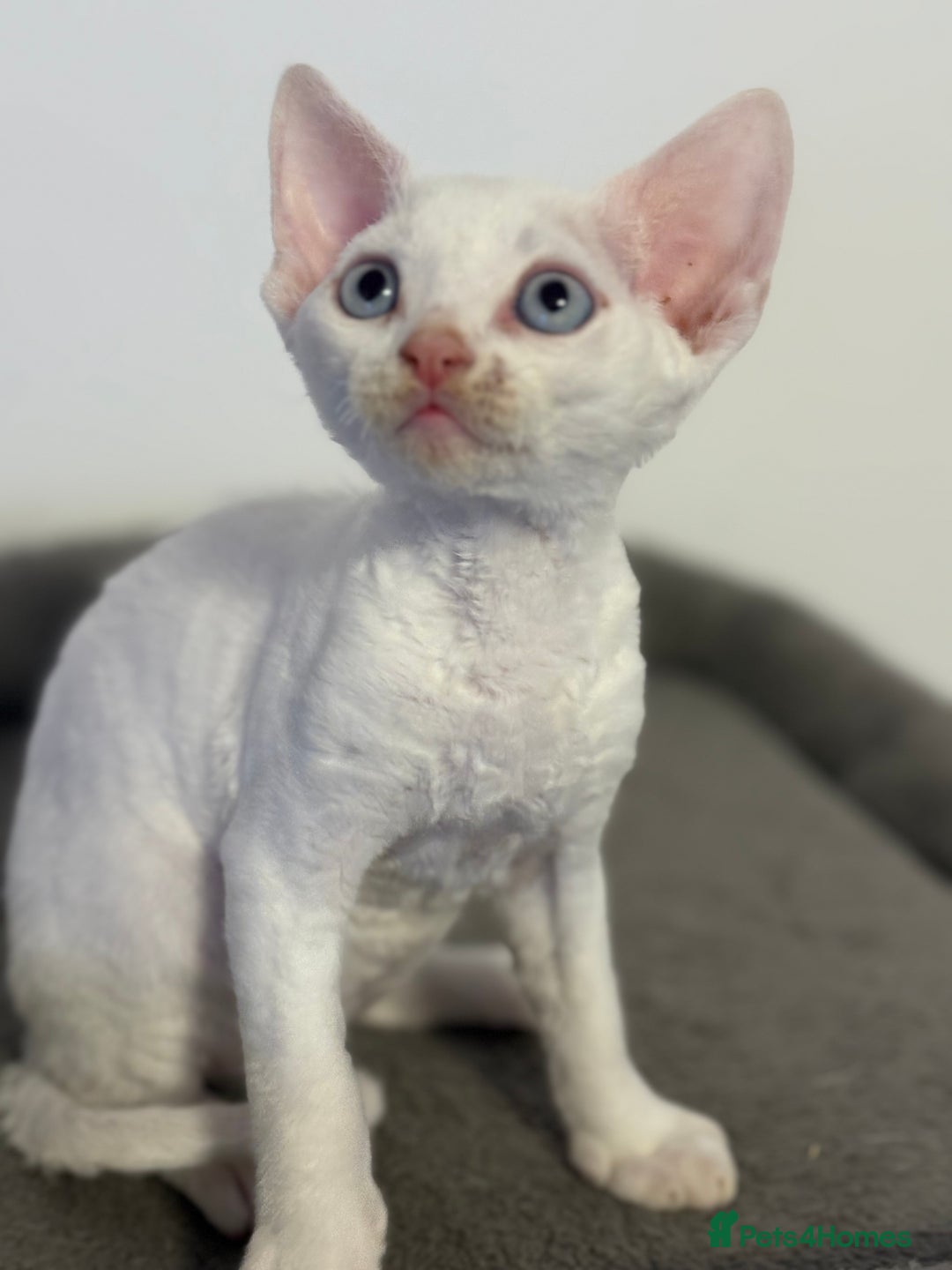 Devon Rex cats for sale: ❤️2 male Devon rex available 😻 - Image 30