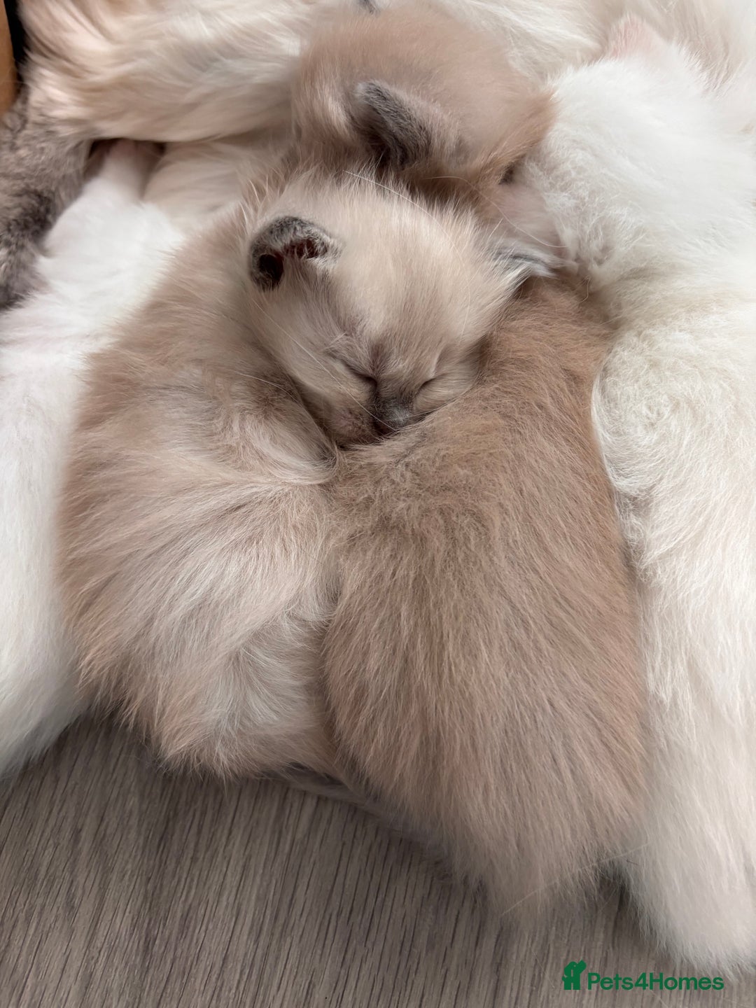 Ragdoll cats for sale: Pedigree Ragdoll Kittens for sale - Image 9