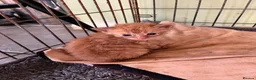 Mixed Breed cats for sale: 5 x kittens in Carnforth - Advert 8